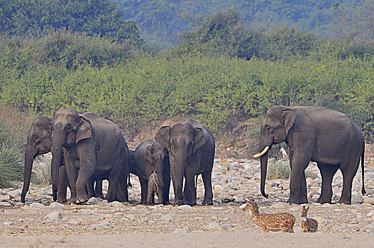 牧群,野生,亚洲象,象属,国家公园,印度