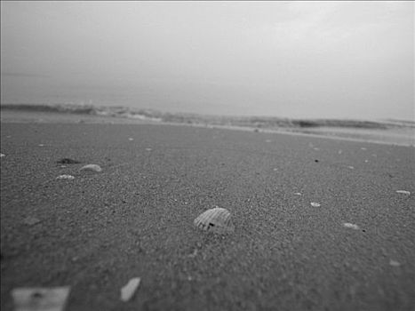 壳,海滩