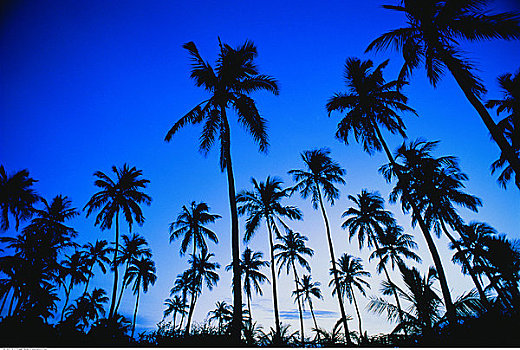 剪影,棕榈树,南,巴哈马