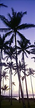夏威夷,毛伊岛,卡帕鲁亚湾,湾,棕榈树,日落,薰衣草,天空