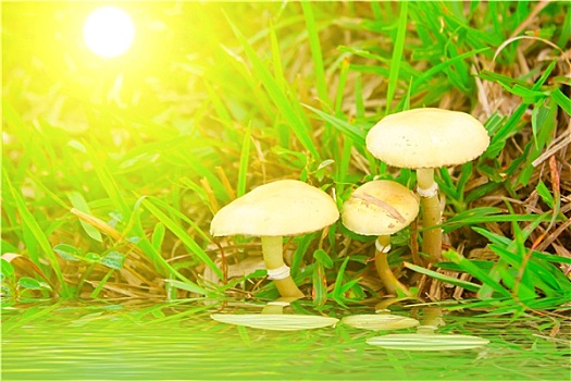 伞菌,蘑菇,自然