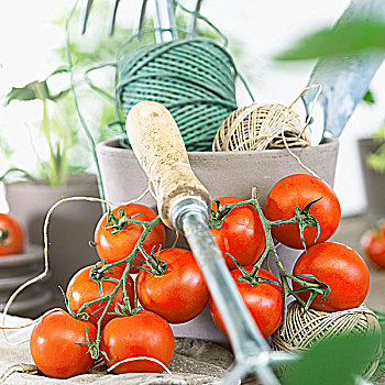 新鲜,西红柿,厨用线,园艺工具