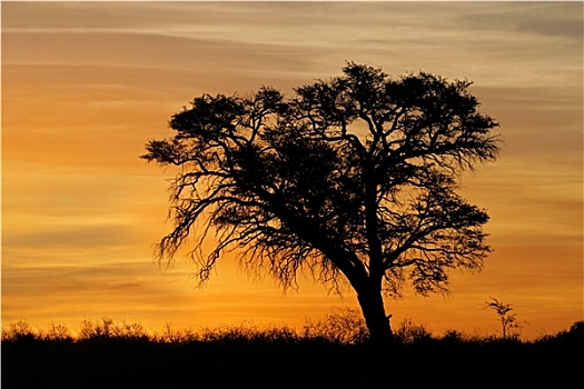 非洲,日落,剪影,树