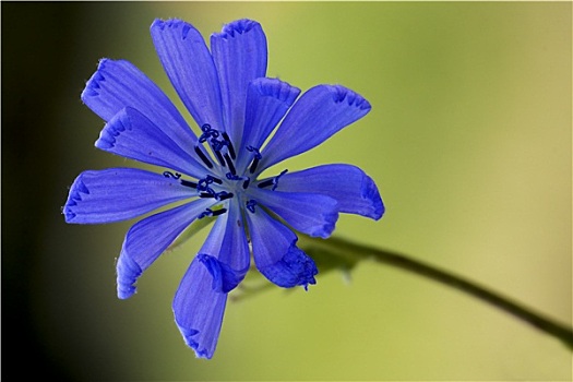 花,特写,蓝色,合成效果