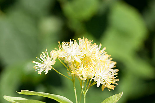 花,菩提树,树