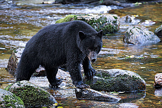 黑熊,美洲黑熊,大熊雨林,不列颠哥伦比亚省,加拿大