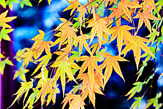 秋天多彩的枫树叶