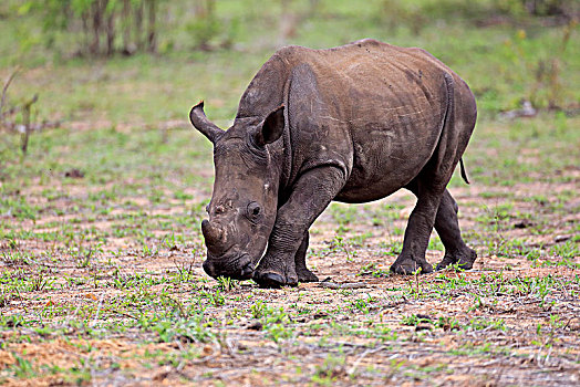 白犀牛,一半,成年,小动物,走,觅食,厚皮动物,克鲁格国家公园,南非,非洲
