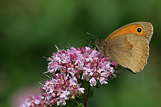 蝴蝶,花,上艾瑟尔省,荷兰