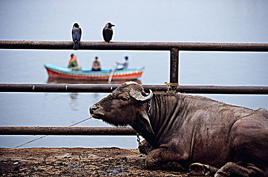 印度,瓦腊纳西,公牛,休息,边缘,恒河,两只鸟,船,背景
