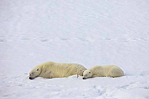 雌性,北极熊,休息,幼兽,雪中,斯匹次卑尔根岛,挪威
