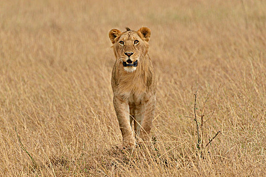 雌狮,狮子,裂谷省,肯尼亚,非洲