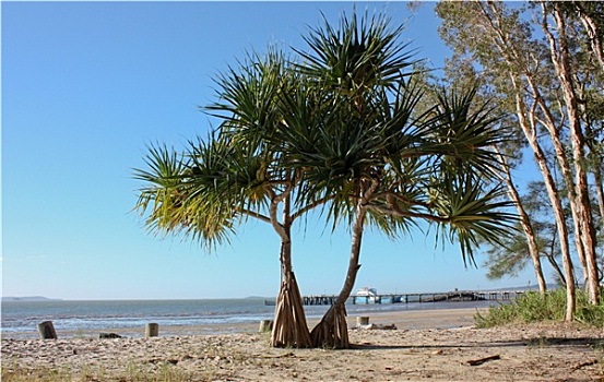 棕榈树,海滩,弗雷泽岛,澳大利亚