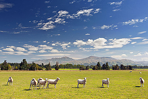 绵羊,放牧,农田,新西兰