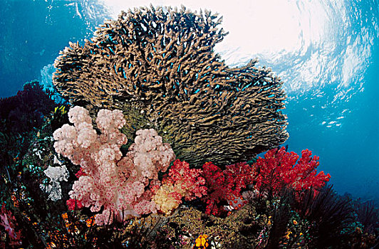 珊瑚礁,巴布亚新几内亚