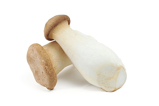 可食蘑菇