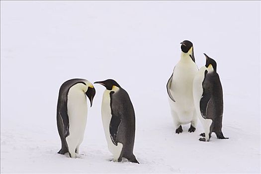 帝企鹅,群,求爱,浮冰,威德尔海,南极