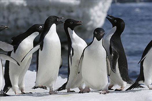 阿德利企鹅,群,南极半岛,南极