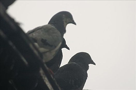仰视,三个,鸽子,栖息,屋顶