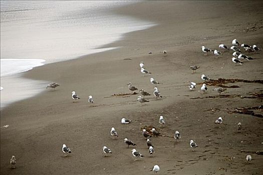 俯拍,海鸥,沙滩