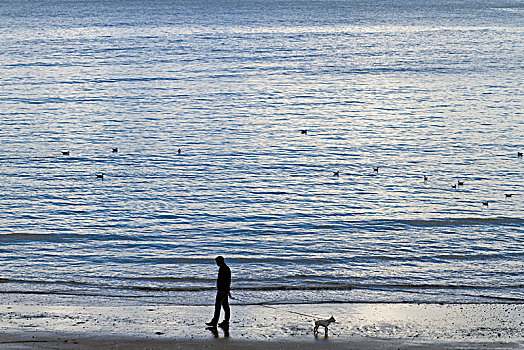 一个,男人,狗,海边