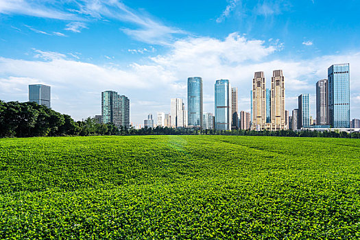 昭通巧家：马树湿地黑颈鹤数量增至257只