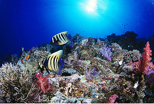 水下视角,刺蝶鱼,珊瑚礁,贝劳,密克罗尼西亚
