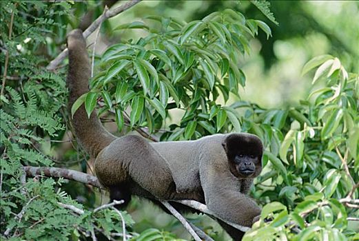 猴子,树上,亚马逊河,生态系统,巴西
