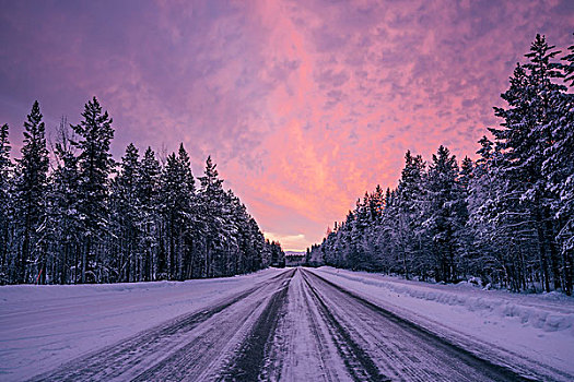 遥远,冬天,道路,积雪,树林,树,生动,紫色,粉红天空,拉普兰,芬兰