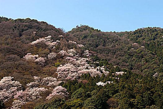 樱花,岚山,京都,日本