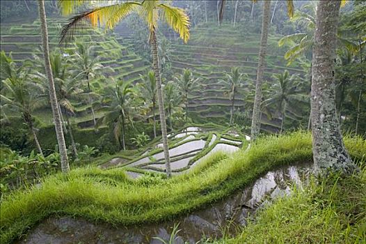 阶梯状,稻田,区域,巴厘岛,印度尼西亚