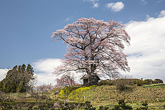 樱桃树,城镇,地区,福岛,日本