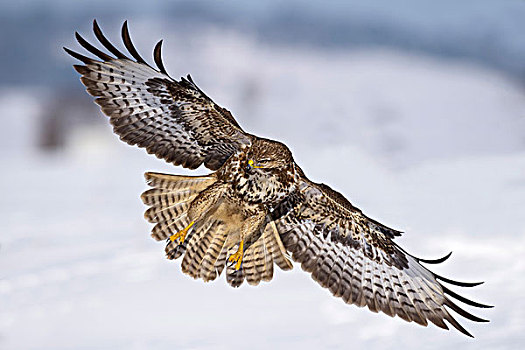 常见兀鹰,鵟,飞行,上方,雪景,生物保护区,巴登符腾堡,德国,欧洲