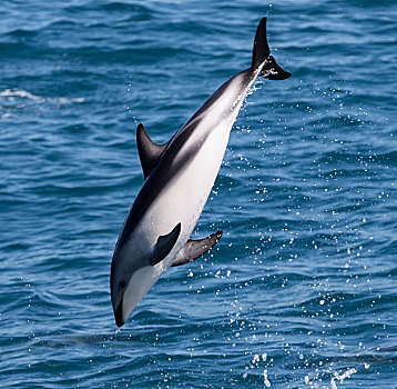 新西兰,暗黑斑纹海豚,跳跃