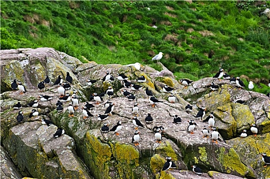 角嘴海雀,岩石上,纽芬兰