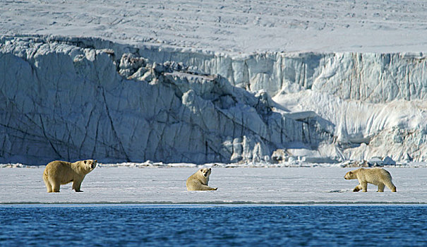 北极熊,坝,小动物,斯瓦尔巴特群岛,挪威,北极,欧洲