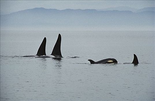 逆戟鲸,靠近,温哥华岛,不列颠哥伦比亚省,加拿大
