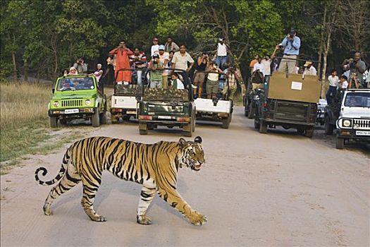 孟加拉虎,虎,幼小,游客,驾驶,交通工具,看,穿过,土路,班德哈维夫国家公园,印度
