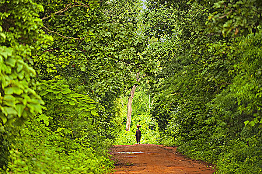 女人,走,树林,猴子,保护区,加纳