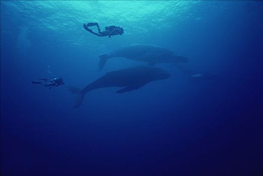 两个,潜水者,看,驼背鲸,大翅鲸属,鲸鱼,三个,水下,夏威夷