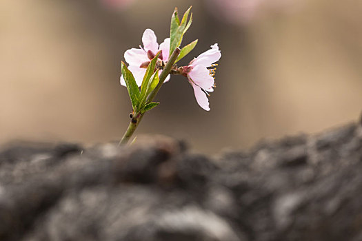 桃花,粉色