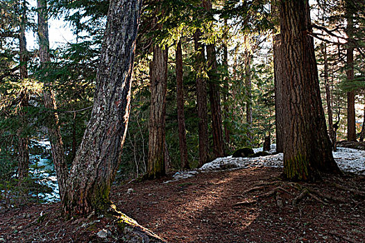 树,树林,不列颠哥伦比亚省,加拿大