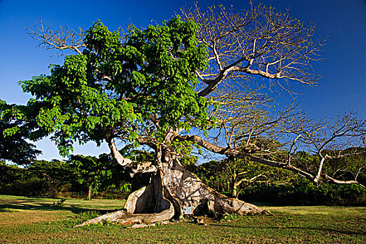 加勒比,波多黎各,树