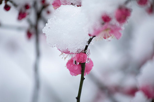 大雪中红梅花开