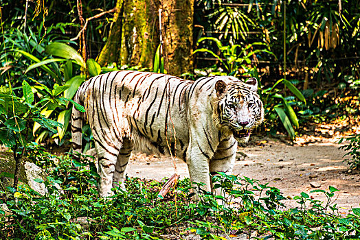 白色,虎,俘获,新加坡动物园,新加坡,亚洲