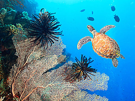 海龟,珊瑚