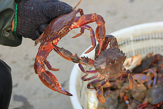 实拍渔码头海鲜市场,新鲜的螃蟹张牙舞爪游客疯抢