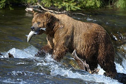 棕熊,雄性,三文鱼,攀登,上方,瀑布,布鲁克斯河,国家公园,阿拉斯加,美国