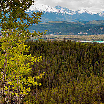 常青树,山脉,背景,碧玉国家公园,艾伯塔省,加拿大