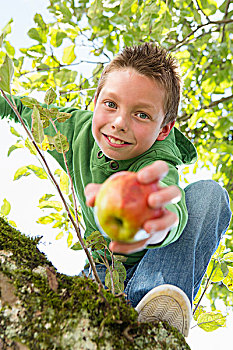 男孩,头像,拿着,苹果,攀登,苹果树